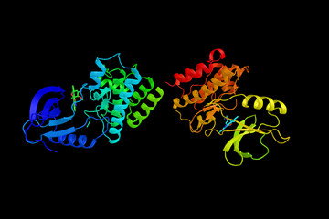 Tyrosine-protein kinase ITK/TSK, an intracellular tyrosine kinase expressed in T-cells. The protein is thought to play a role in T-cell proliferation and differentiation. 3d rendering