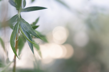 View of a willow branch with young leaves on a blurry background with bokeh.