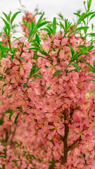 Fototapeta premium flowering Bush nut almond. almond flowers. Bush in flowers.photo