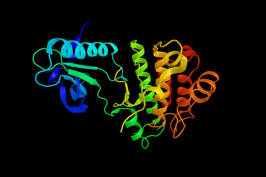 Kinase insert domain receptor,  a VEGF receptor. Also known as Flk1 (Fetal Liver Kinase 1). 3d rendering