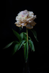 pink and white flower