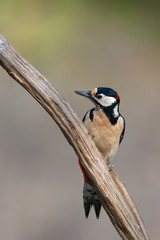 Great spotted woodpecker on a tree. Great spotted woodpecker is from woodpecker family of birds.