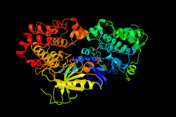 Dual specificity mitogen-activated protein kinase kinase 2, an enzyme, known to play a critical role in mitogen growth factor signal transduction. 3d rendering