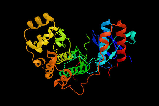 Dual specificity mitogen-activated protein kinase kinase 6, an enzyme involved in many cellular processes such as stress-induced cell cycle arrest, transcription activation and apoptosis. 3d render