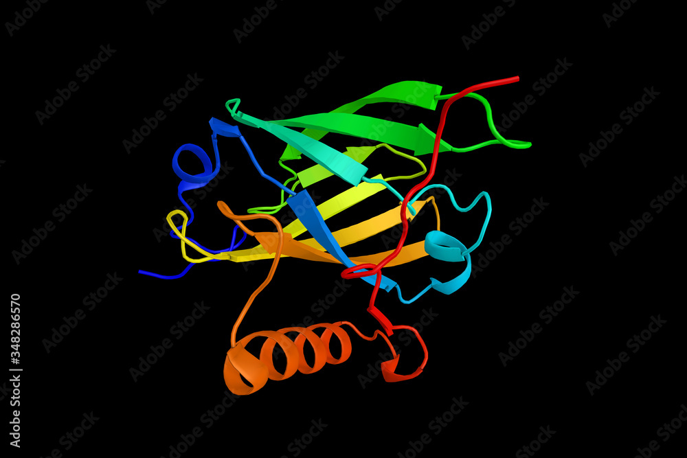 Poster Tertiary structure of a mouse Major urinary protein. MUPs provide a small range of identifying information about the donor animal. 3d rendering