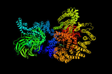 Mechanistic target of rapamycin, a protein which regulates cell growth, cell proliferation, cell motility, cell survival, protein synthesis, autophagy, and transcription. 3d rendering