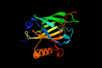 Tertiary structure of a mouse Major urinary protein. MUPs provide a small range of identifying information about the donor animal. 3d rendering