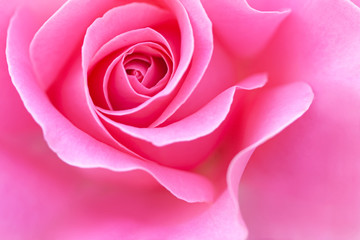 close up of pink rose petals. Selective focus. Abstract blurred Flowers background