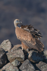 Griffon vulture in a detailed portrait, standing on a rock overseeing his territory