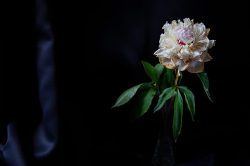 pink and white flower