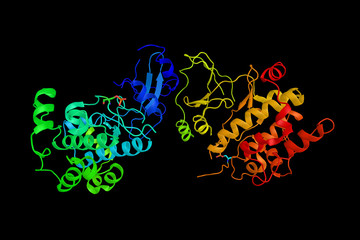 PAK4, an enzyme which regulates cytoskeleton remodeling, phenotypic signaling and gene expression, and affects directional motility, invasion, metastasis, and growth. 3d rendering