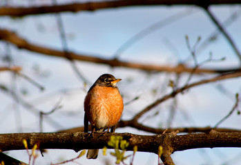 robin on branch