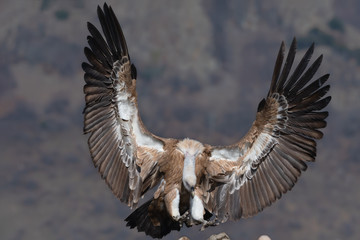 Griffon vulture in a detailed portrait, standing on a rock overseeing his territory