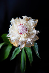 pink and white flower