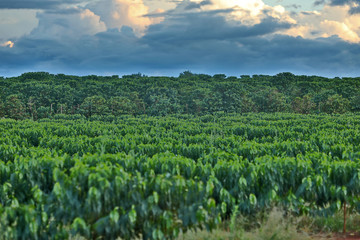 Fototapeta na wymiar Coffee plantation in Brazil