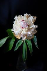 pink and white flower