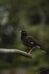 blackbird on a branch