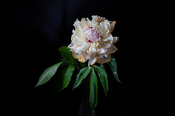 pink and white flower