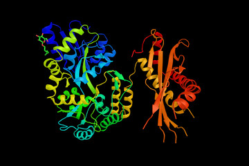 Obraz na płótnie Canvas PLUNC, a secretory protein which inhibits the epithelial sodium channel (ENaC), and also has anti-microbial functions. 3d rendering