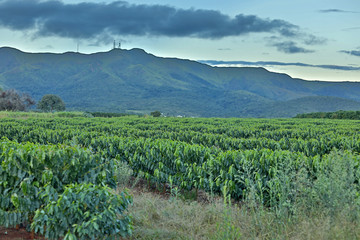 Coffee plantation in Brazil