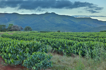 Fototapeta na wymiar Coffee plantation in Brazil