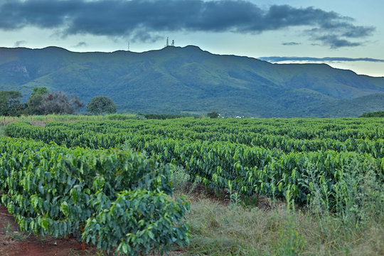 Coffee plantation in Brazil