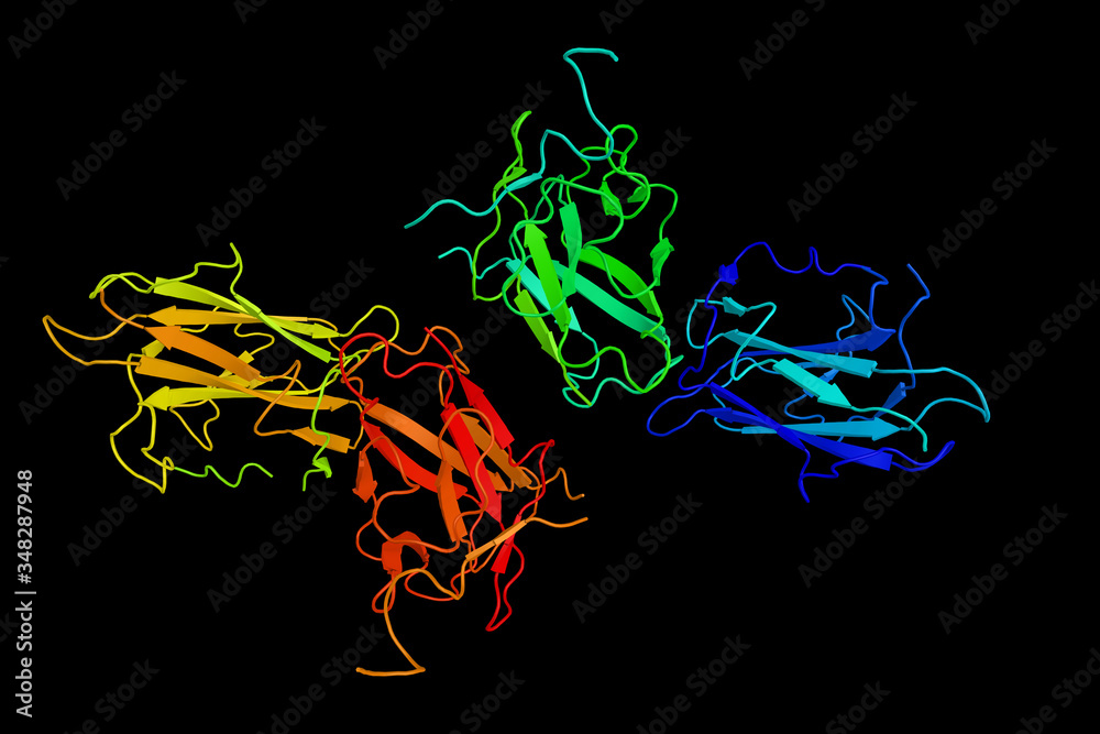 Wall mural Spondin-1, a protein secreted by cells of the floor plate and which may be involved in axon guidance. 3d rendering