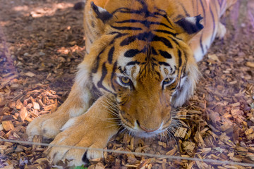 Close-up Portrait of a big tiger at the zoo. Wild animal. 