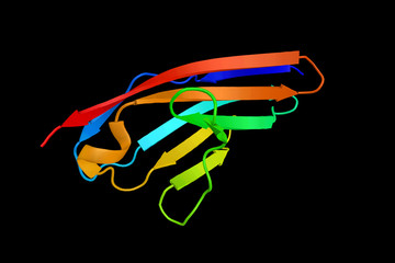 SPEG complex locus, a marker for differentiated vascular smooth muscle cells which may have a role in regulating growth and differentiation of this cell type.