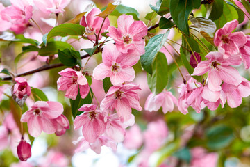 Apple tree in bloom spring. Pink floral background