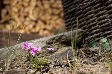 spring flower and wood