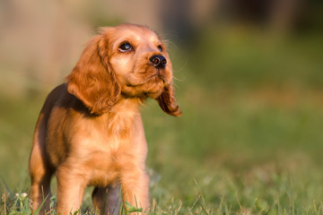 Little Spaniel puppy runs on green grass. Spaniel puppy with a sad look.