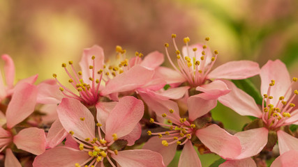 flowering Bush nut almond. almond flowers. Bush in flowers.photo