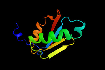 Synaptojanin 2, a protein which interacts with the C3 botulinum toxin substrate 1, which causes translocation of the encoded protein to the plasma membrane. 3d rendering
