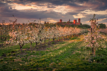 Castle and blooming apple trees in Czersk, Poland - 348288171