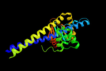 Transcription factor Dp-1, a protein which regulates the expression of various cellular promoters. 3d rendering