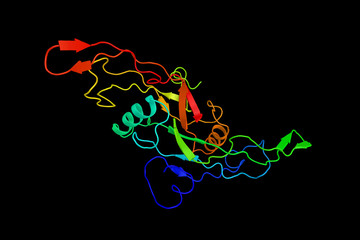 Transforming growth factor beta 1, a polypeptide member of the transforming growth factor beta superfamily of cytokines. 3d rendering