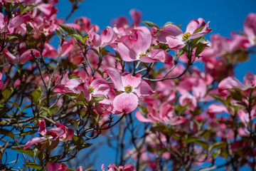 rubra dogwood,cornus florida ,blooming, garden, Vancouver, BC ,Canada, pink flower, gardening, blossoming, pink dogwood, delicate,  landscape, ornamental, stem, seasonal, floral, bright, blooms, stems