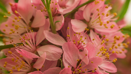 flowering Bush nut almond. almond flowers. Bush in flowers.photo
