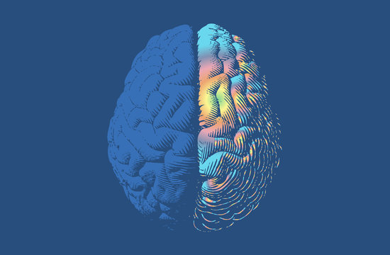 Left and right function of human brain illustration