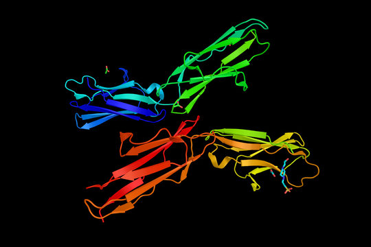 Tyrosine-protein kinase receptor TYRO3, an enzyme shown to interact with GAS6 and PIK3R1. 3d rendering