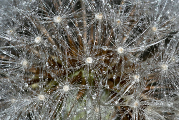 Macrophotography of Dandelion seeds and rain drops 