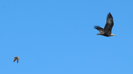 hawk chasing eagle