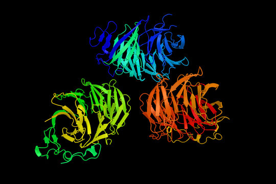 C-terminal WD40 domain of Tup1, a beta-propeller. 3d rendering