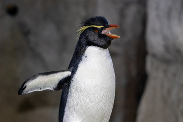 Rock Hopper Penguin