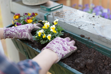 Naklejka na ściany i meble Gardeners hands planting flowers in pot with dirt or soil in container on terrace balcony garden. Gardening concept