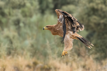 Iberian imperial eagle in flight