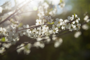 Blooming cherry in the spring. White flowers in the backlight.