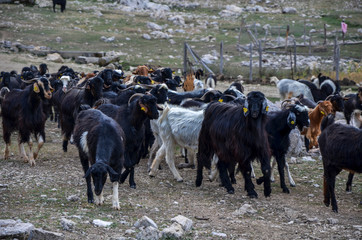 A herd of goats grazing on the field. Animals spent with pastures, in the Turkish valley