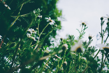 Beautiful daisies background in spring